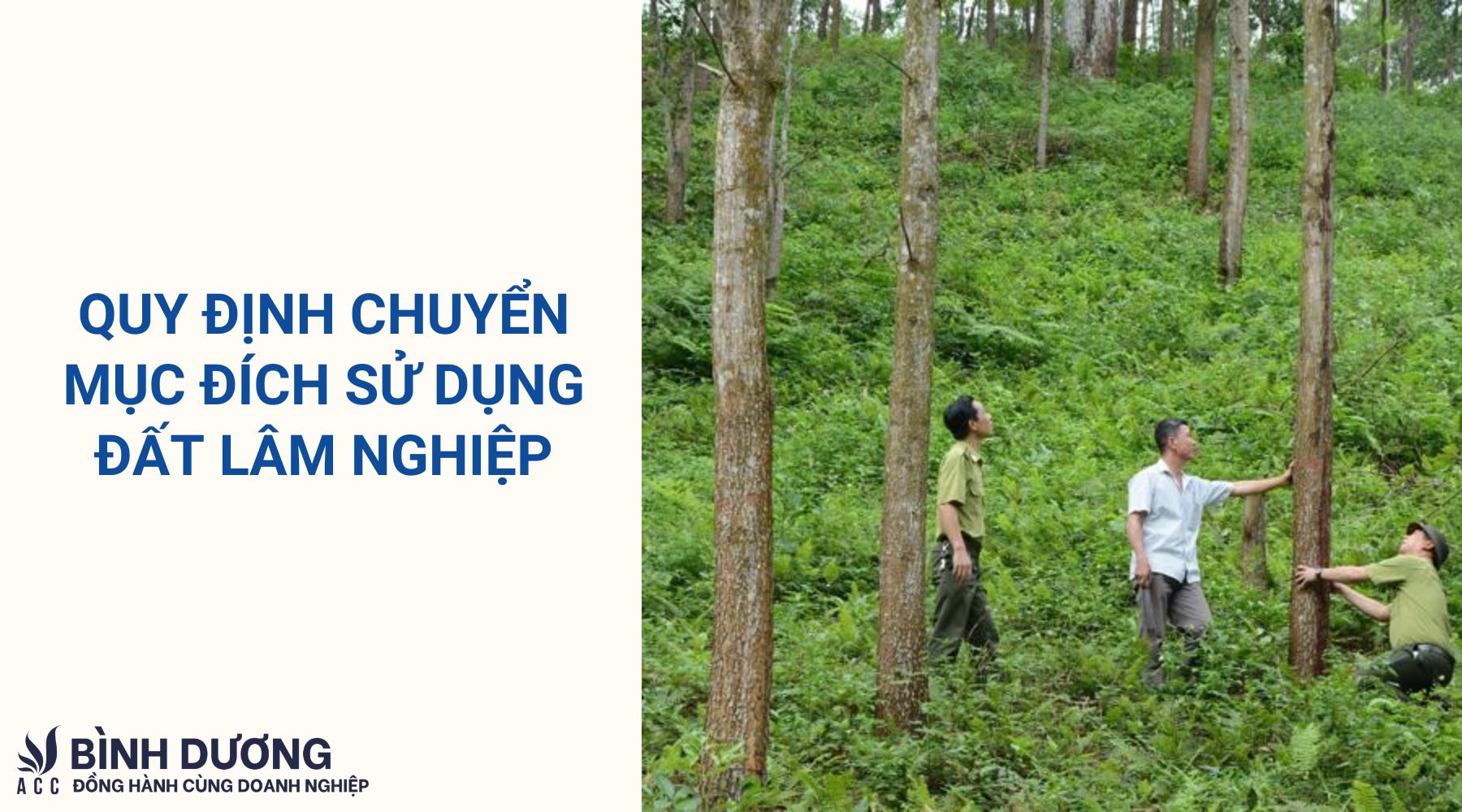 Quy định chuyển mục đích sử dụng đất lâm nghiệp