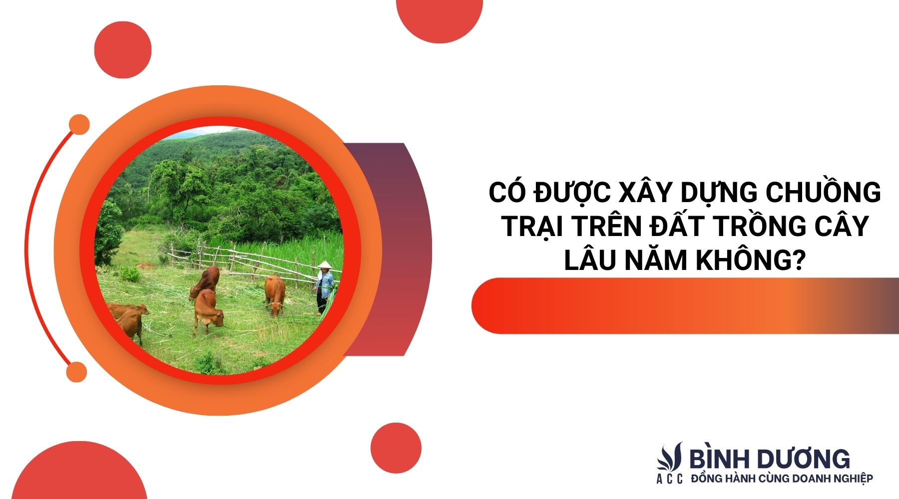 Có được xây dựng chuồng trại trên đất trồng cây lâu năm không?