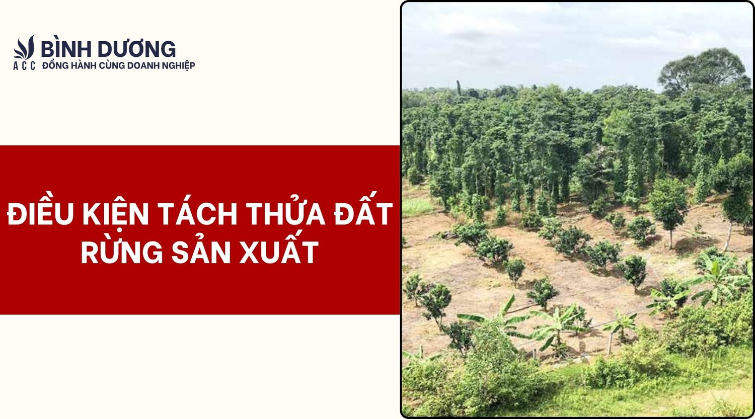 Điều Kiện Tách Thửa Đất Rừng Sản Xuất