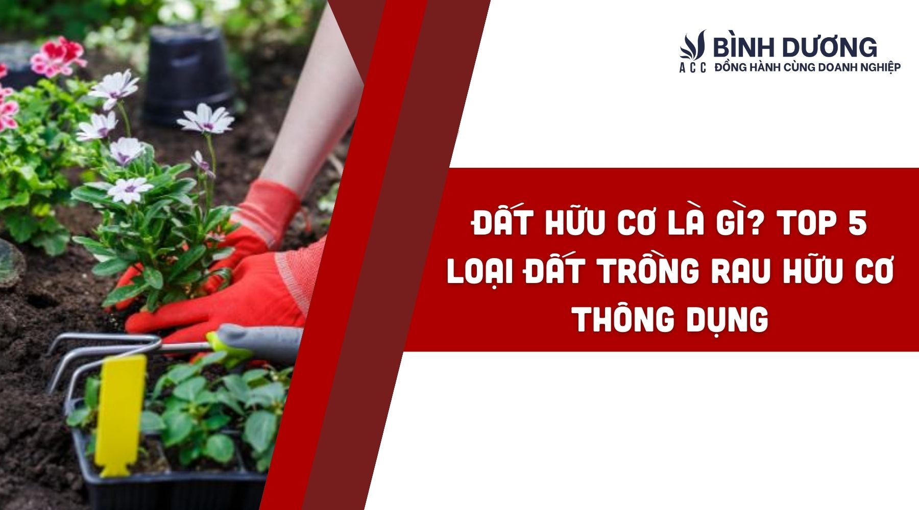 Đất hữu cơ là gì? Top 5 loại đất trồng rau hữu cơ thông dụng