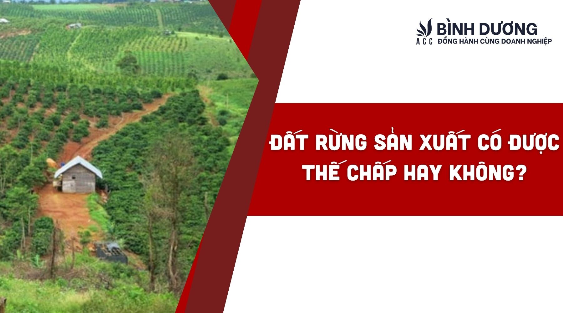 Đất rừng sản xuất có được thế chấp hay không?