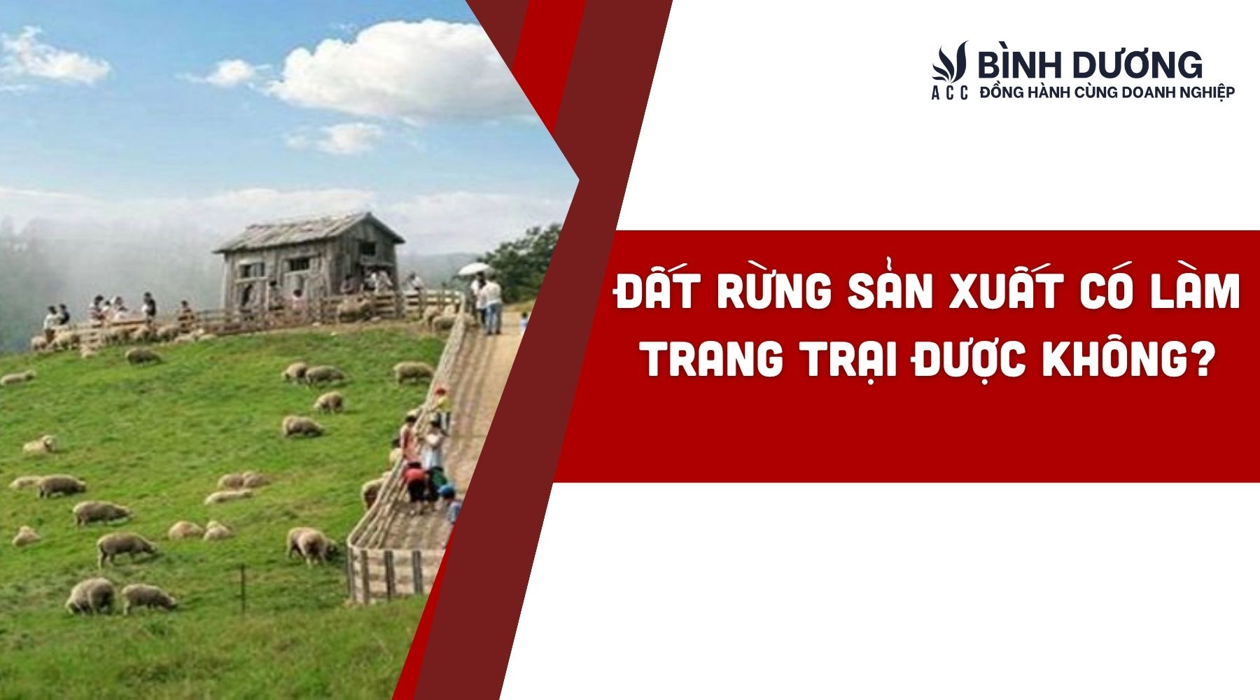 Đất rừng sản xuất có làm trang trại được không?